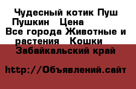 Чудесный котик Пуш-Пушкин › Цена ­ 1 200 - Все города Животные и растения » Кошки   . Забайкальский край